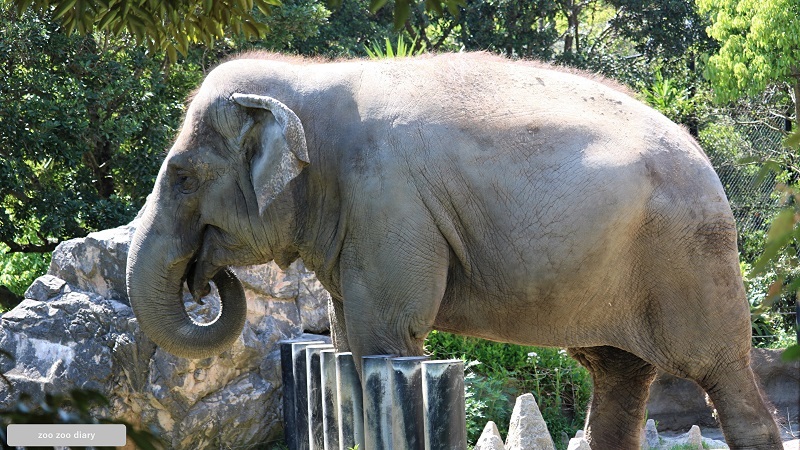 到津の森公園　スリランカゾウ